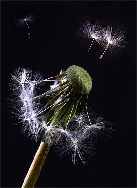 115 - DANDELION - EMERY CLIFF - wales.jpg